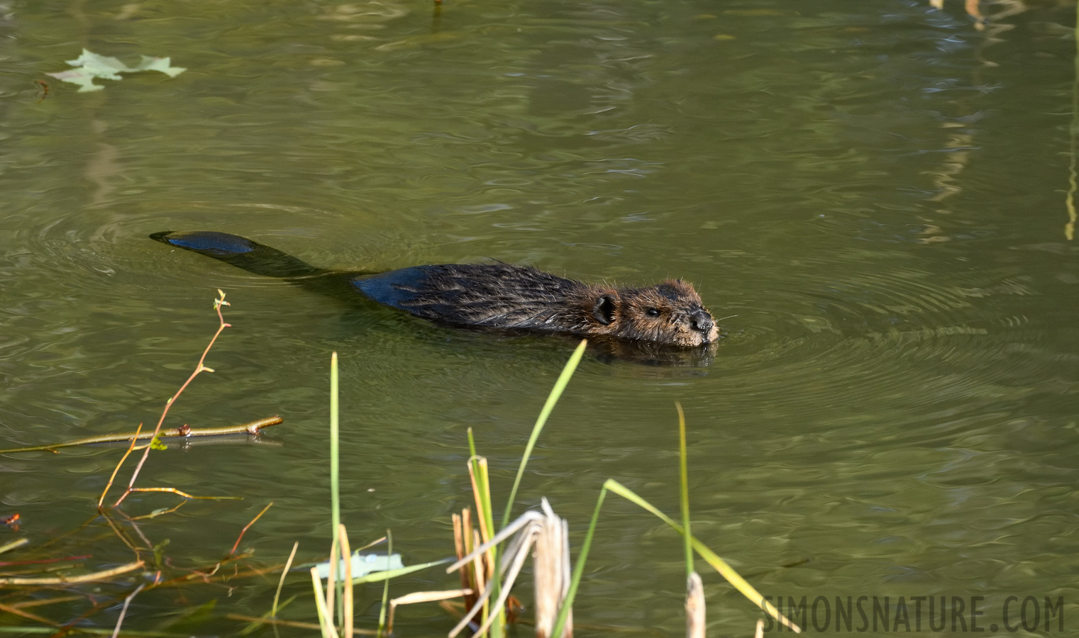 Castor canadensis [400 mm, 1/640 Sek. bei f / 8.0, ISO 1600]